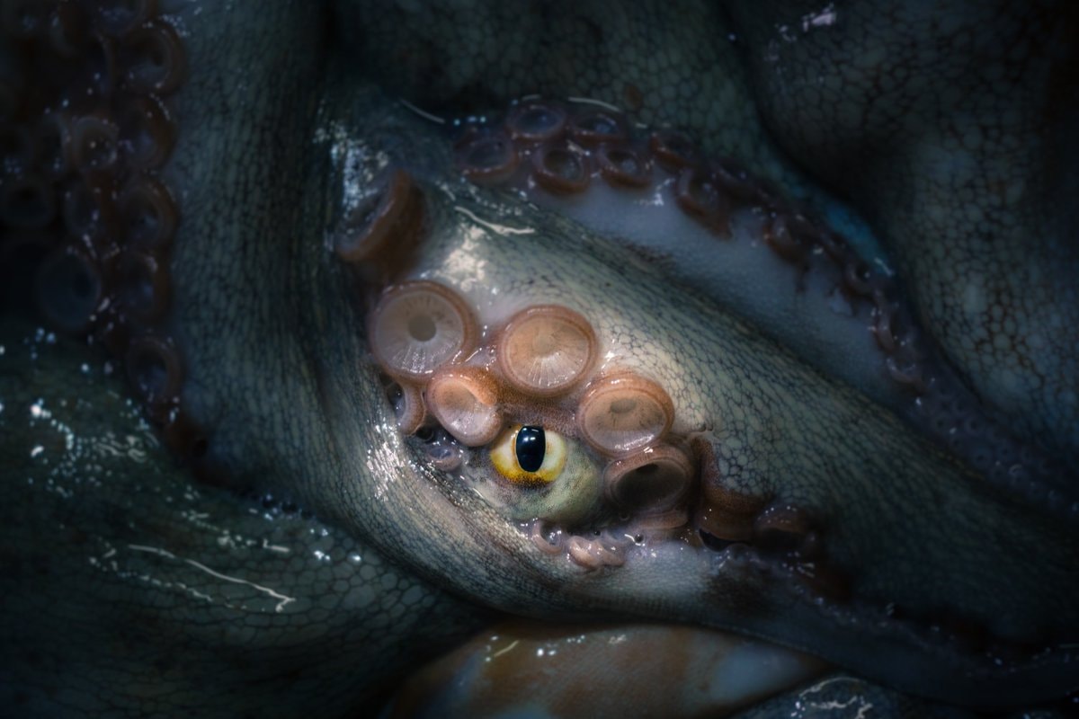 Octopuses could build next civilization (photo 2 of 2)