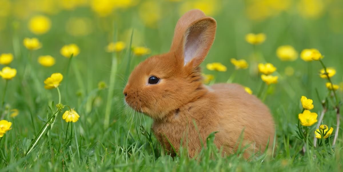 International Rabbit Day
