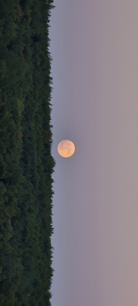peach full moon over trees peach full moon over trees