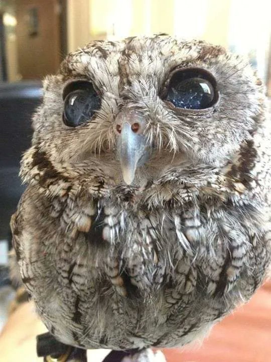 Zeus the blind owl with stars in his eyes