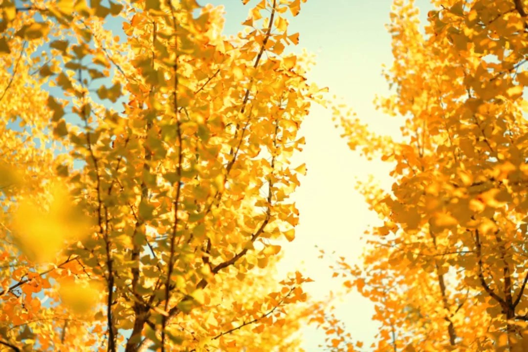 Jiangxi ginkgo season (photo 2 of 4) Jiangxi ginkgo season (photo 2 of 4)