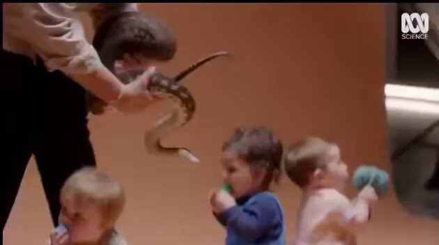 infants and snake research