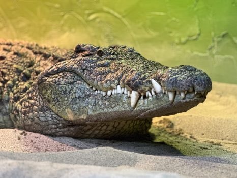 Clavicular Dead Alligator Plea Deal (photo 2 of 2)