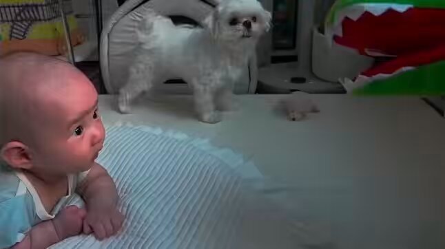 Dog says not on my watch
