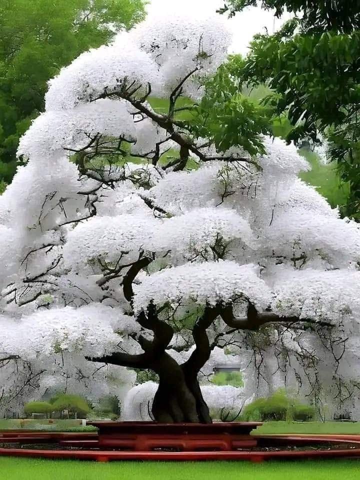 White Cherry Tree from Japan
