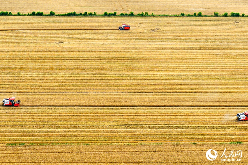 Chaisang District Wheat Harvest Jiangxi (photo 3 of 4)
