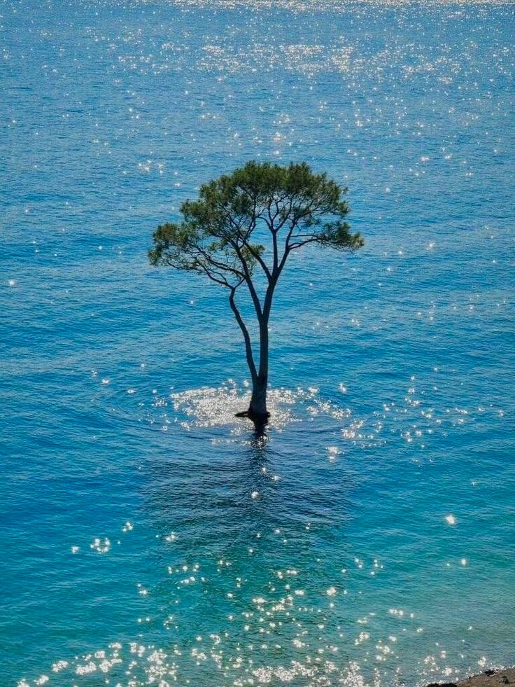 Solitary tree on island (photo 2 of 2)
