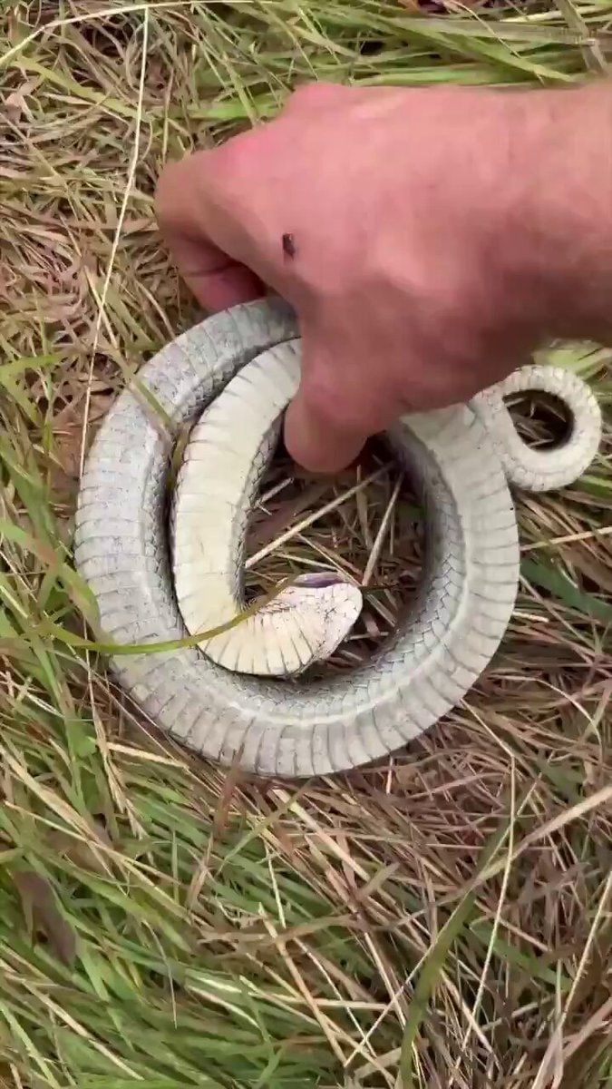 Hognose snake flipping back