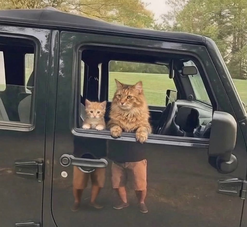 Cats driving Jeep