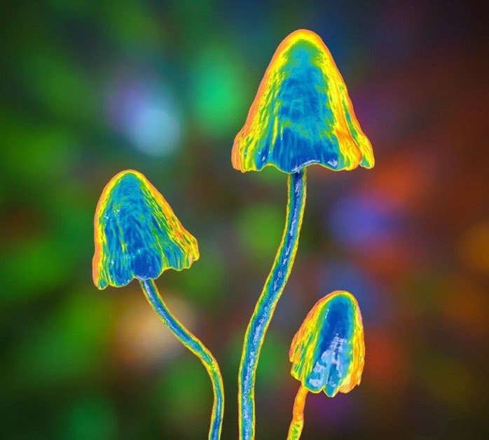 psilocybin magic mushrooms study