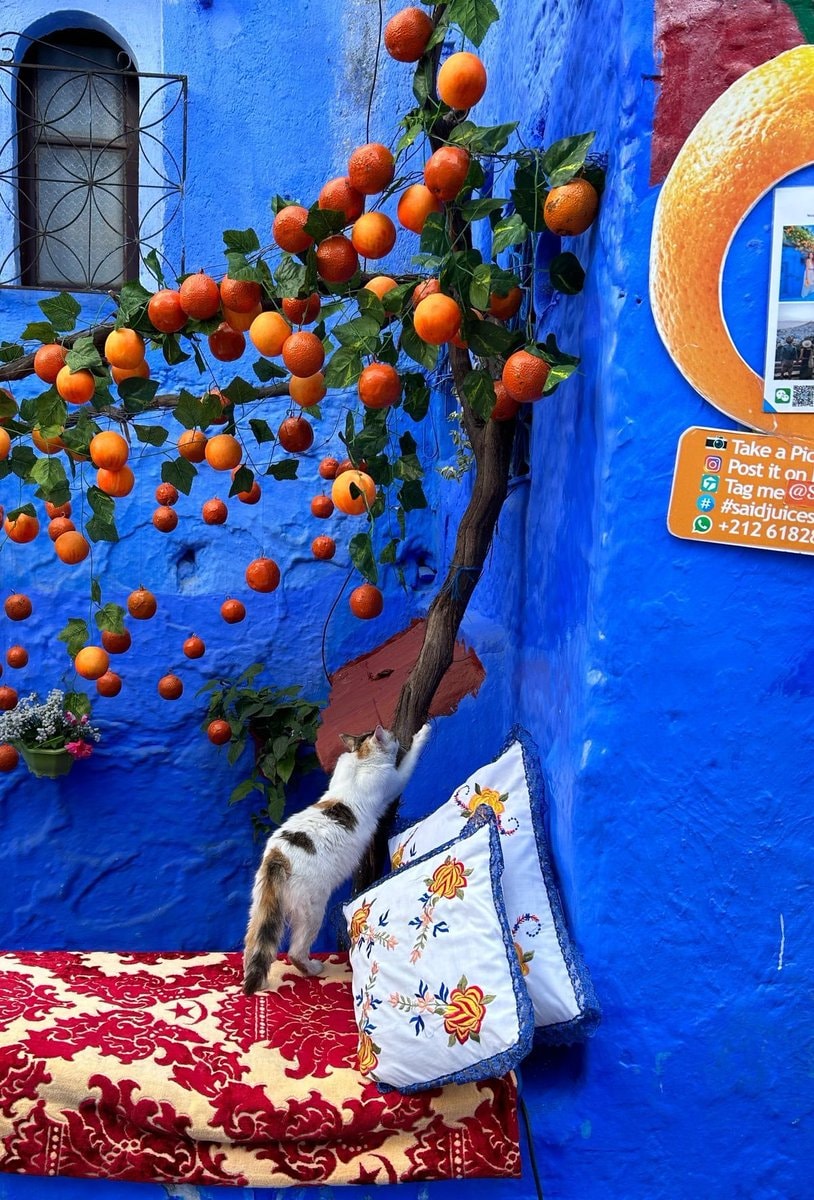 Cat scratching tree with oranges