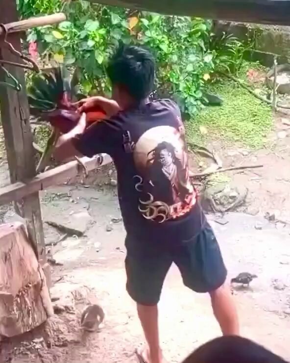 Man shadowboxes rooster in flip-flops