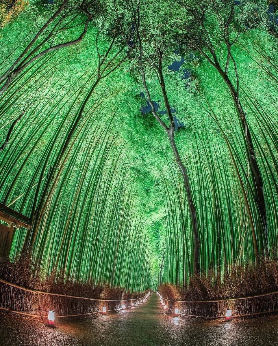 Kyoto bamboo path