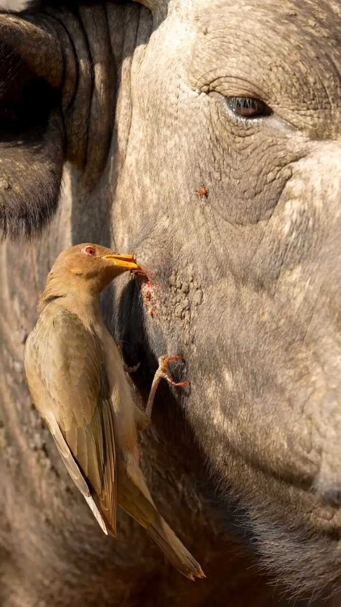 Small birds and wildlife around livestock