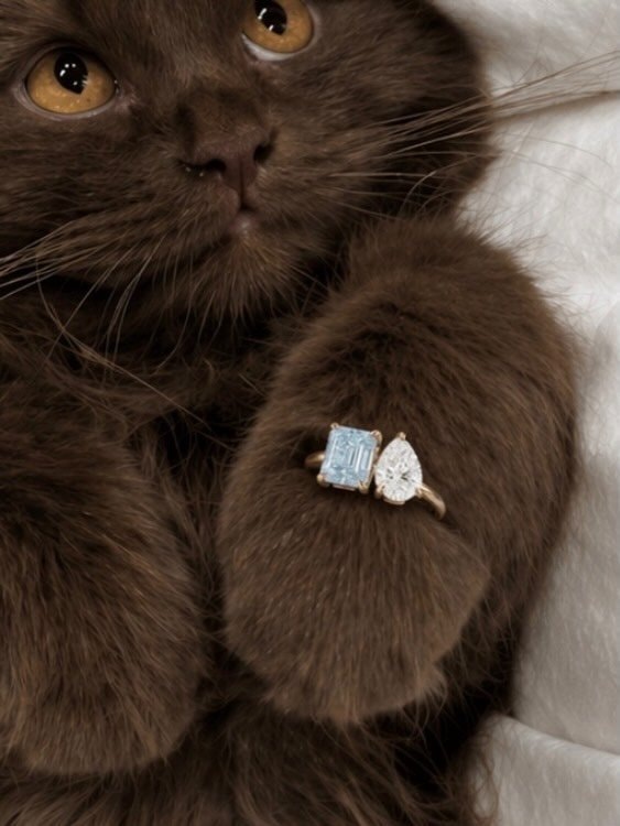 Luna the cat (photo 2 of 2)