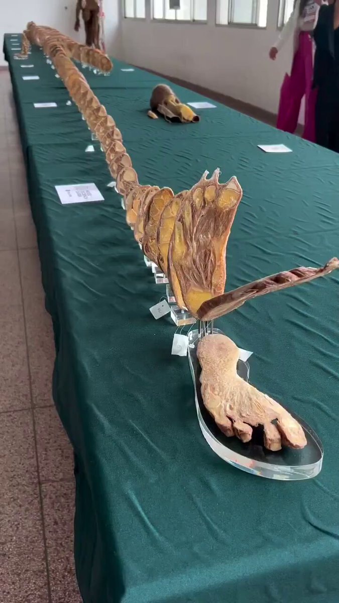 Sliced human body Museum of Life Sciences Brazil