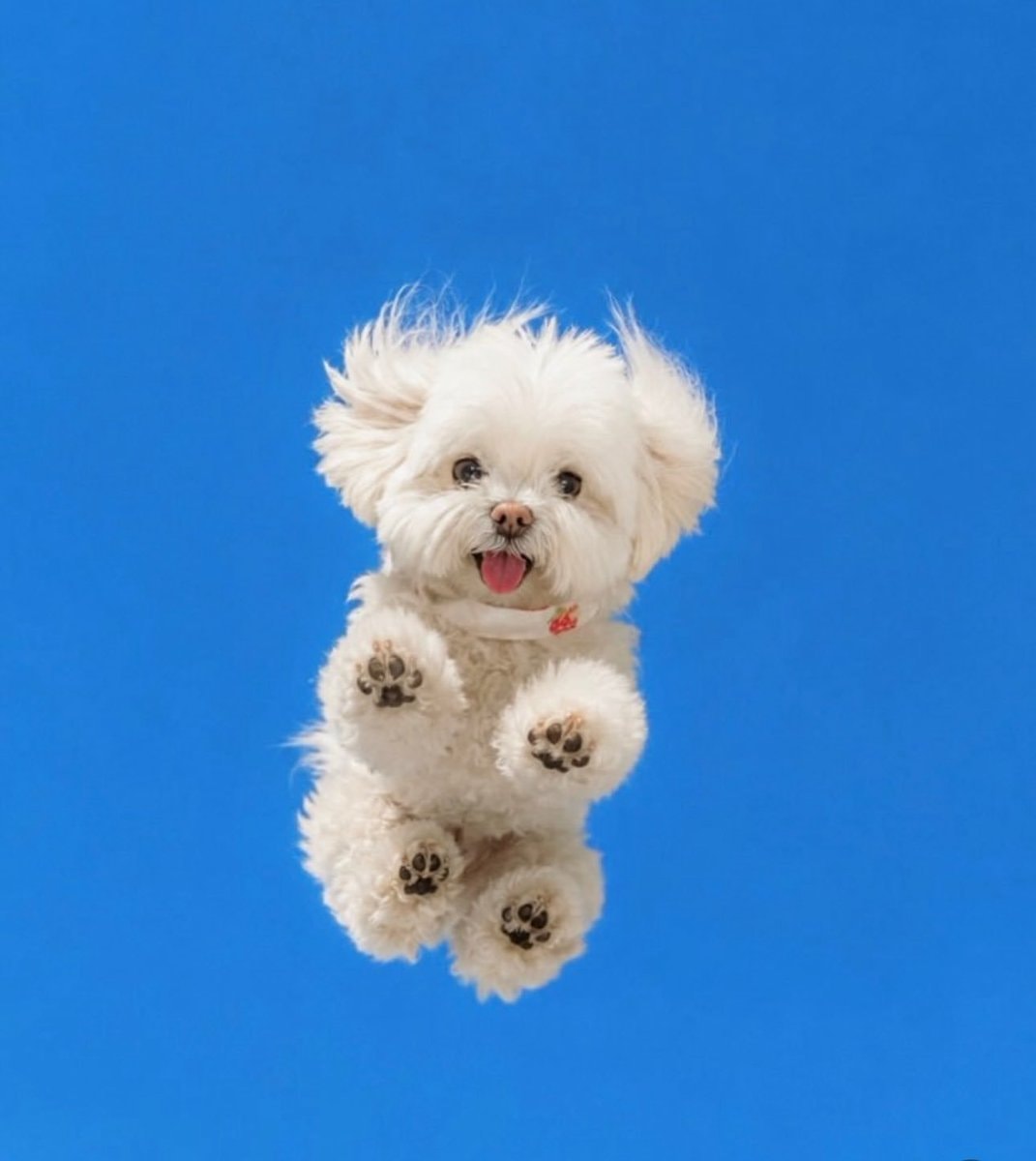 Floating white dog in blue sky (photo 4 of 4)