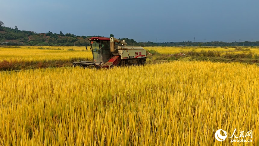 Yifeng rice harvest in Jiangxi (photo 4 of 4) Yifeng rice harvest in Jiangxi (photo 4 of 4)