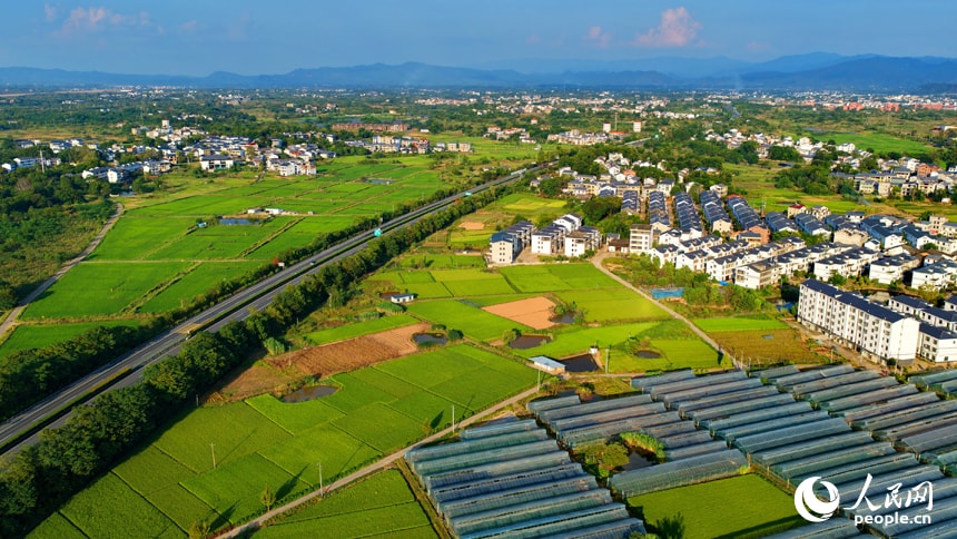 Ruijin late rice harvest views (photo 2 of 4)