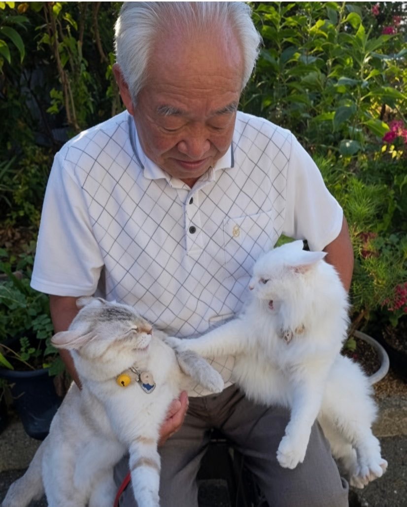 elderly japanese man walking quarreling cats