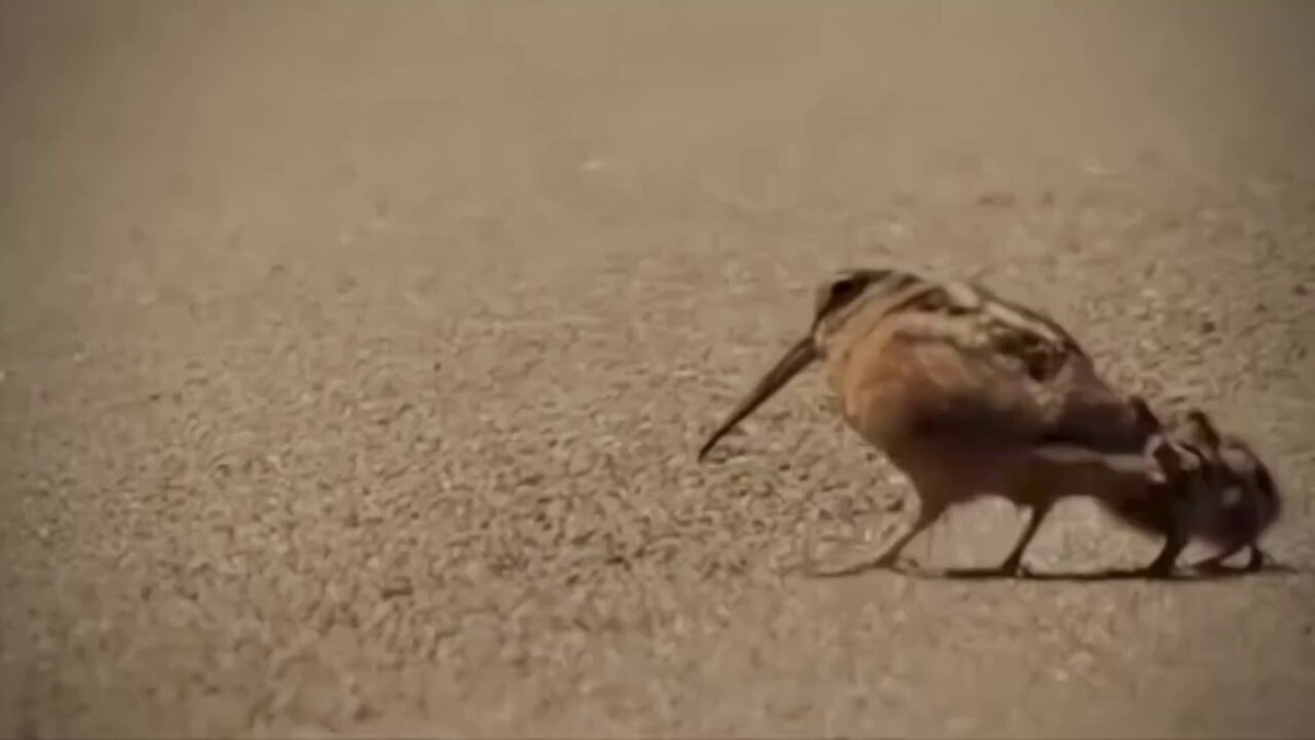 tender bird moment