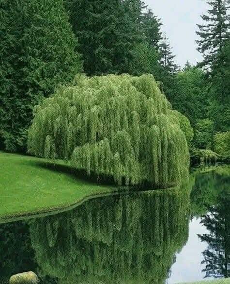 Weeping willow tree reflection (photo 2 of 2)