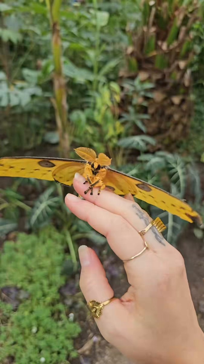 Madagascan comet moth male