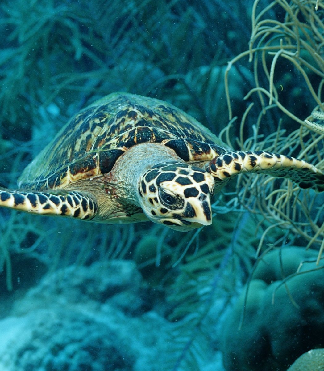 Manuel Gomes sea turtle conservation (photo 2 of 2)