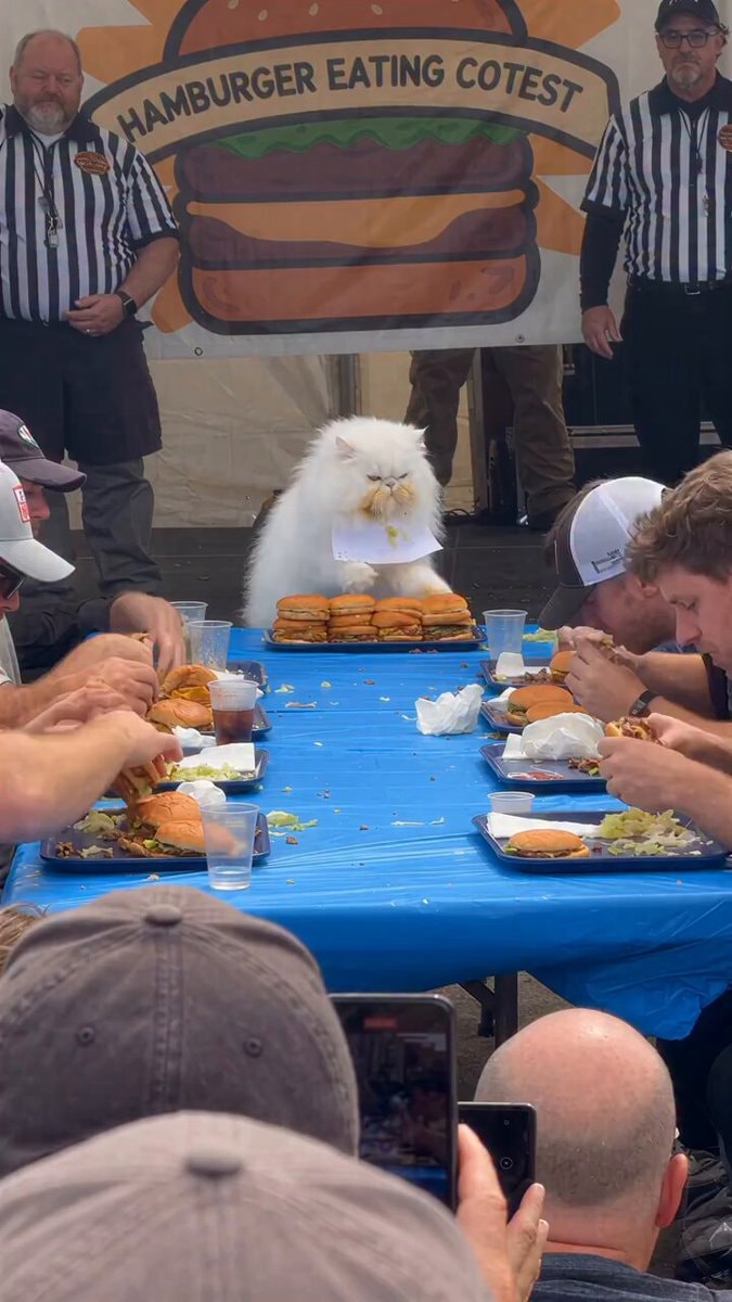 Oscar the cat with burgers