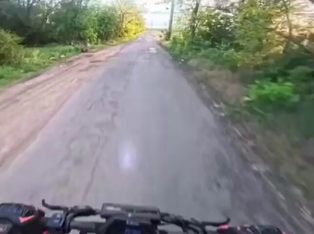 Rabbit almost knocks rider off scooter