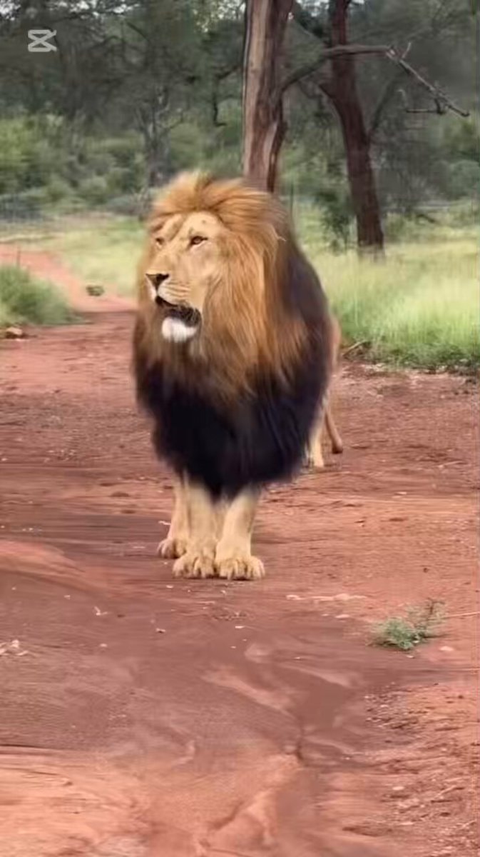 male lion pride and bride