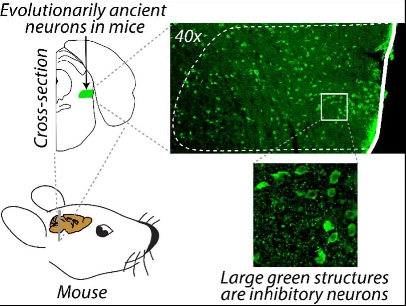 PLTi neurons and attention selection (photo 2 of 2)