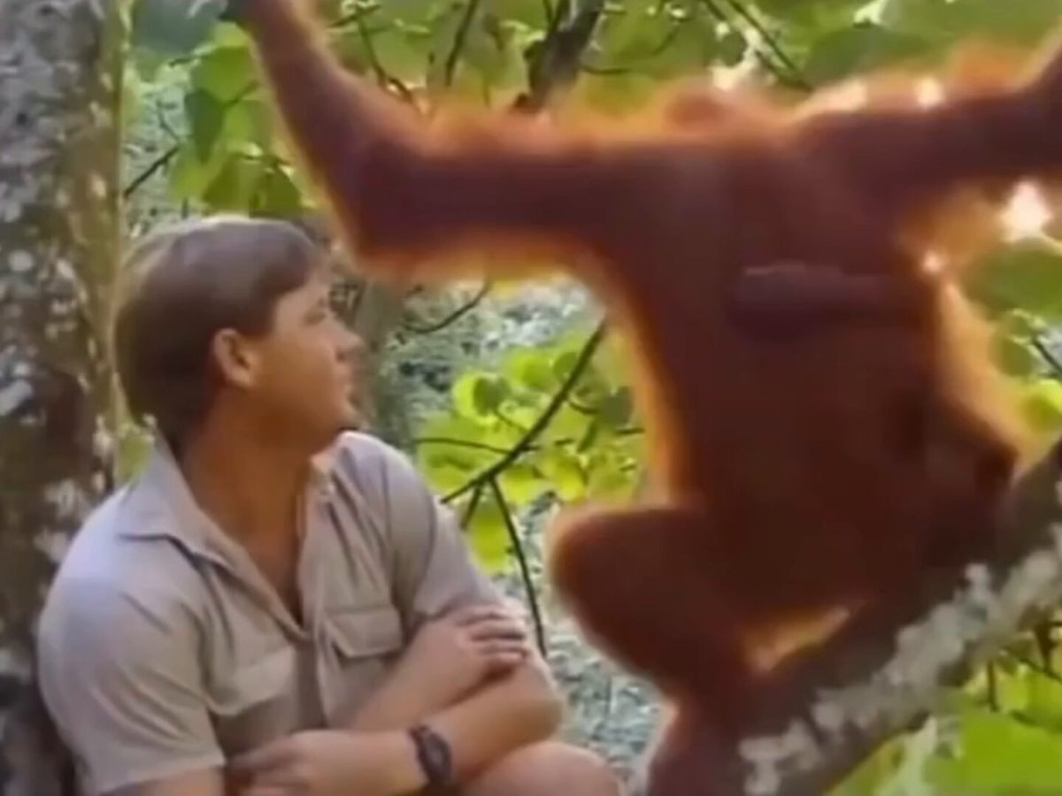 Steve Irwin with orangutan