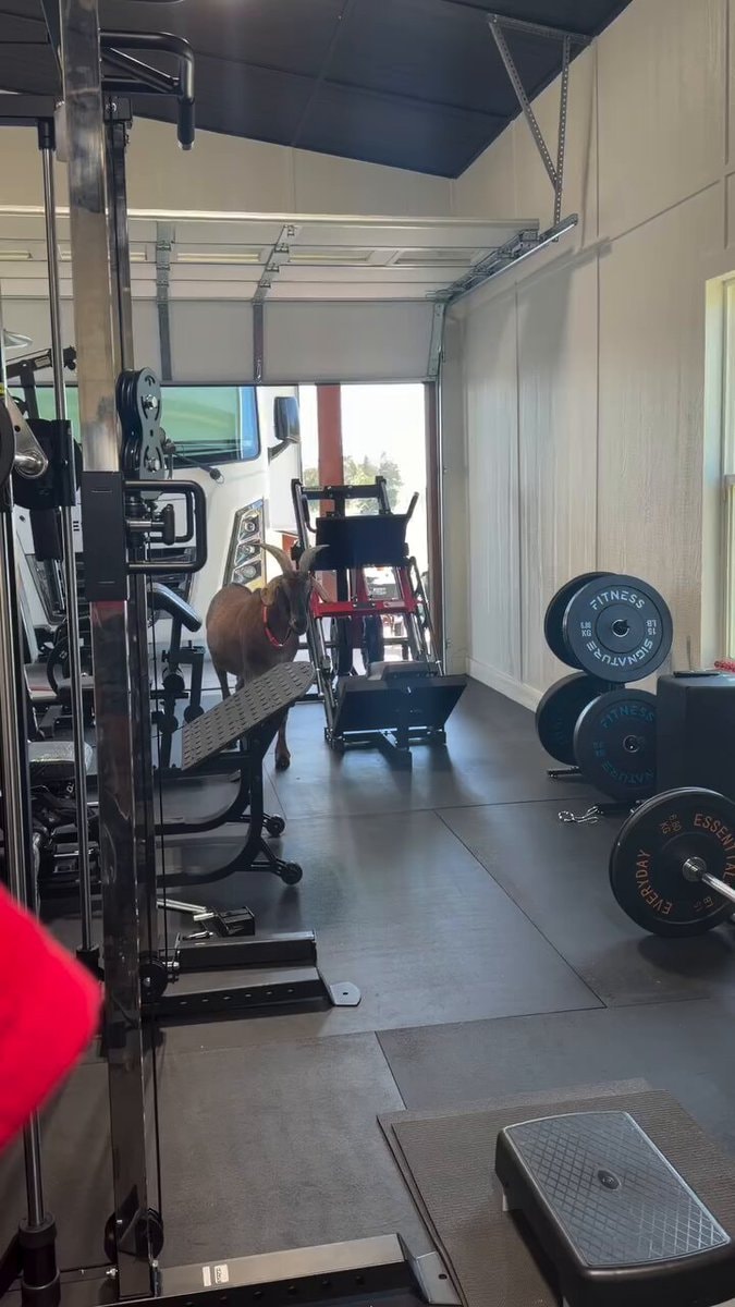 Goat in home gym ready to fight