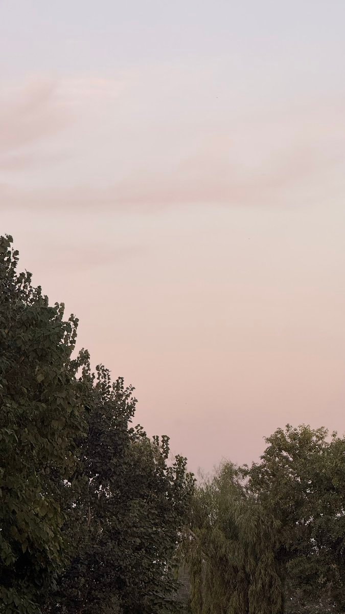 pink sky with trees