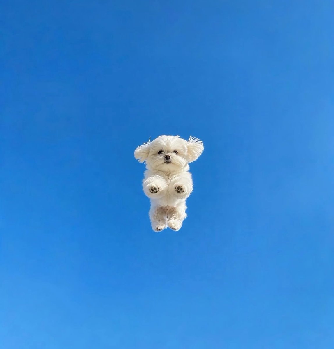 Floating white dog in blue sky (photo 2 of 4)