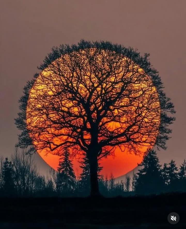 Tree beats sunset Tree beats sunset