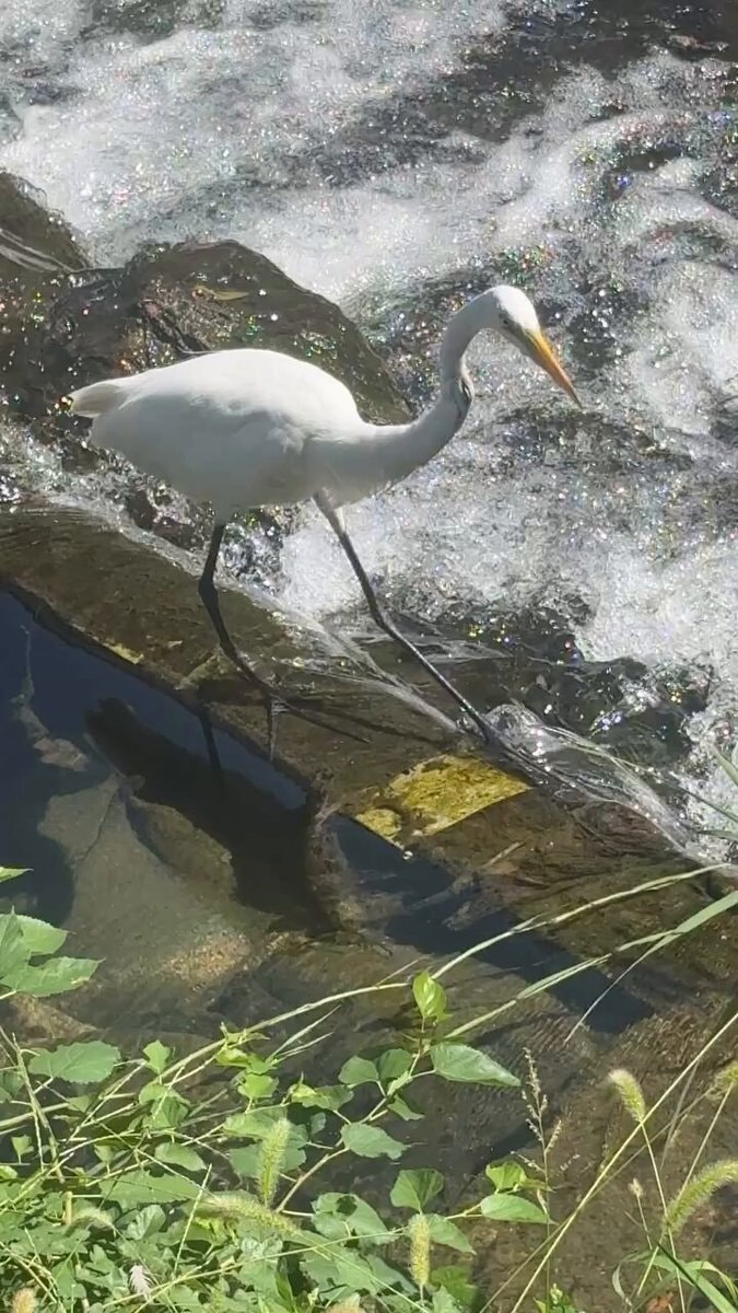 white egret on rock