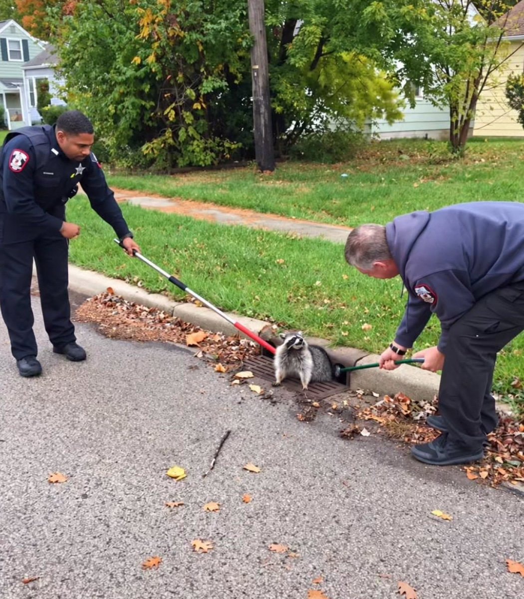 Overweight raccoon stuck in Illinois sewer grate (photo 3 of 3)