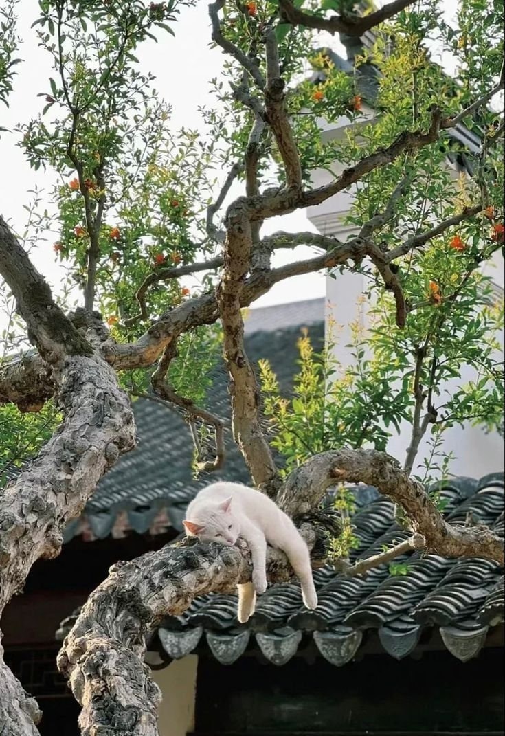 White cat sleeping on tree branch