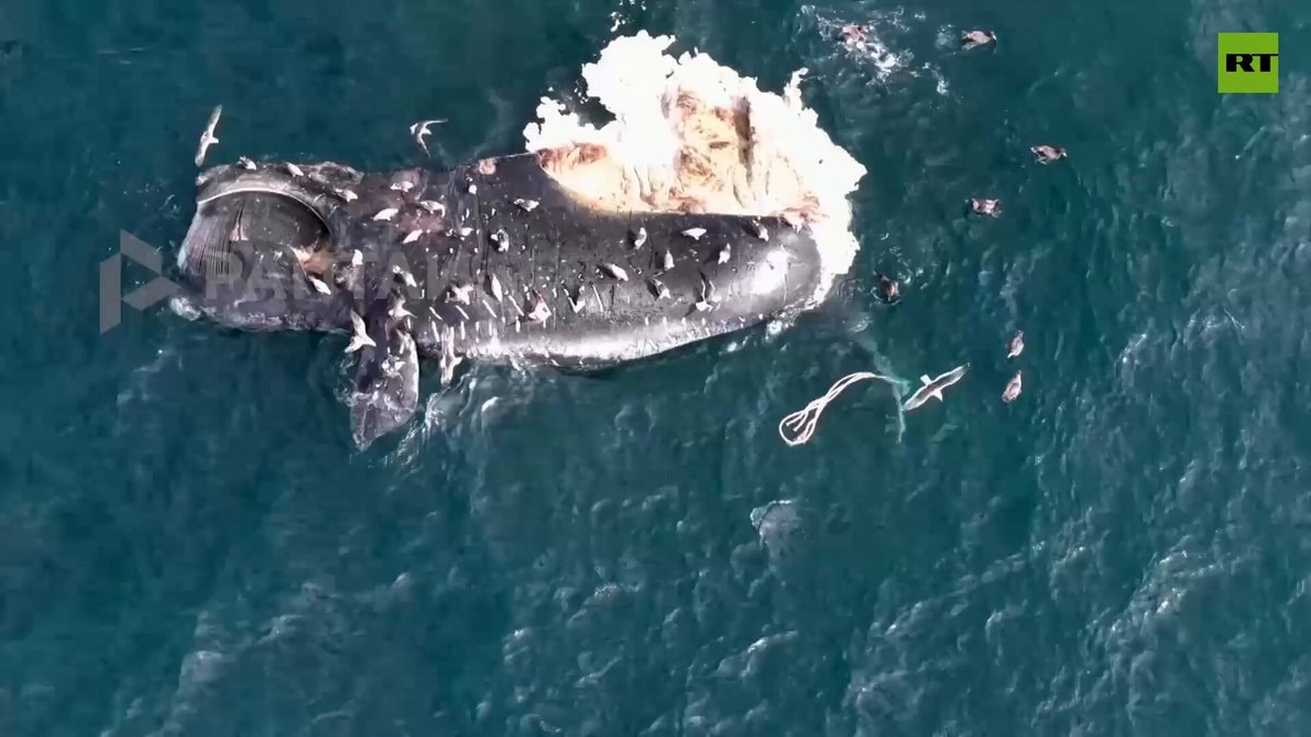 Whales stranded near Falkland Islands