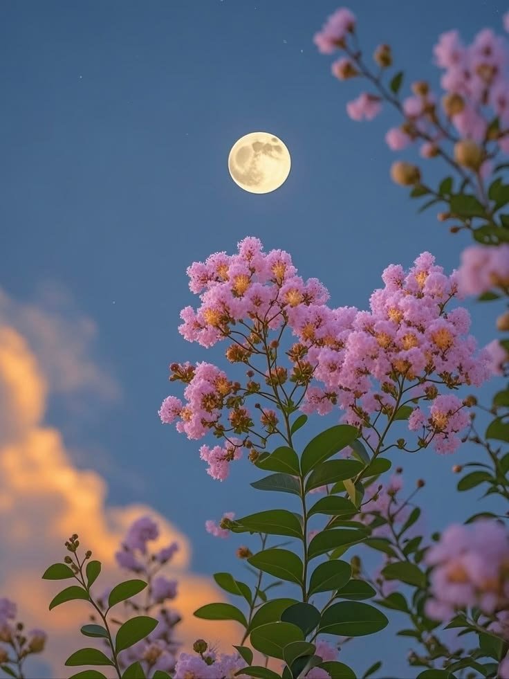 moon lover vibes (photo 2 of 3)