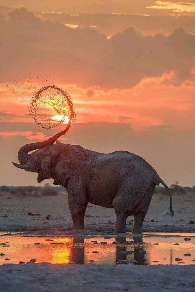 Elephant Fibonacci spiral sunset