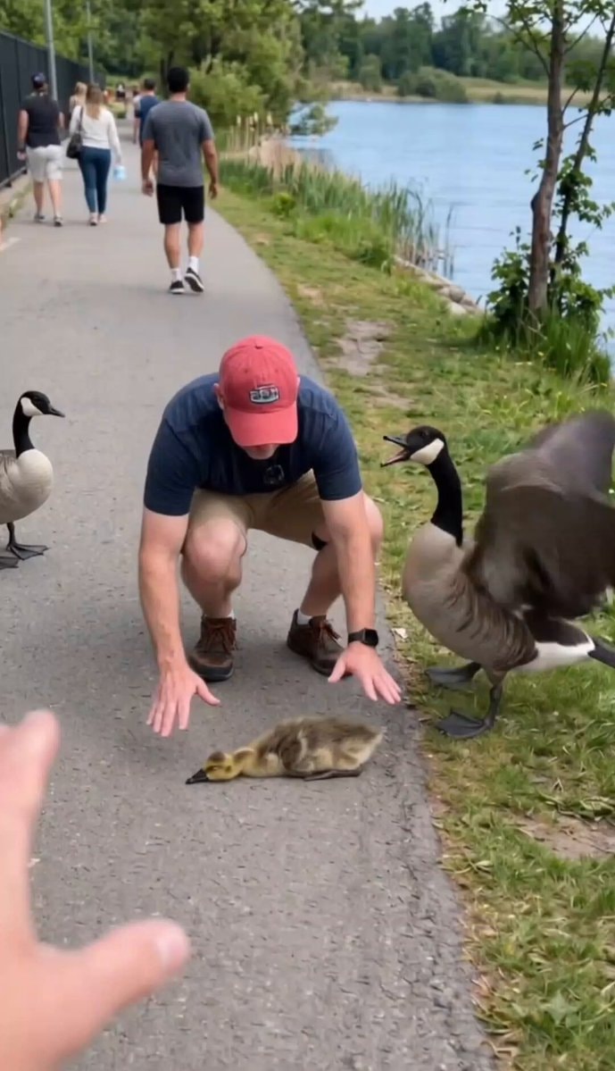 Mother Goose rescue moment