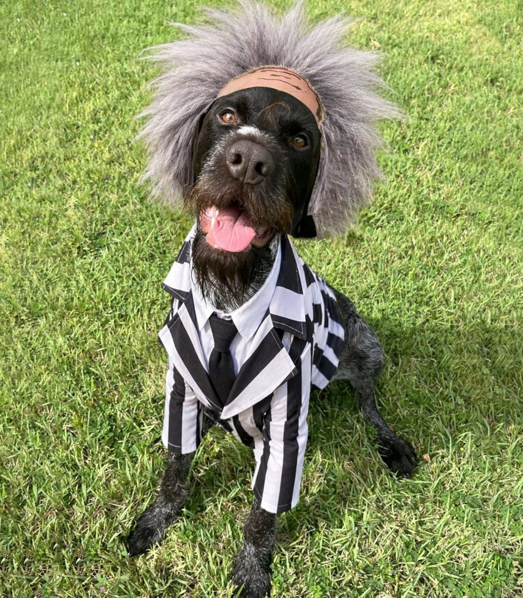 TSA Halloween patrol dogs (photo 4 of 4)