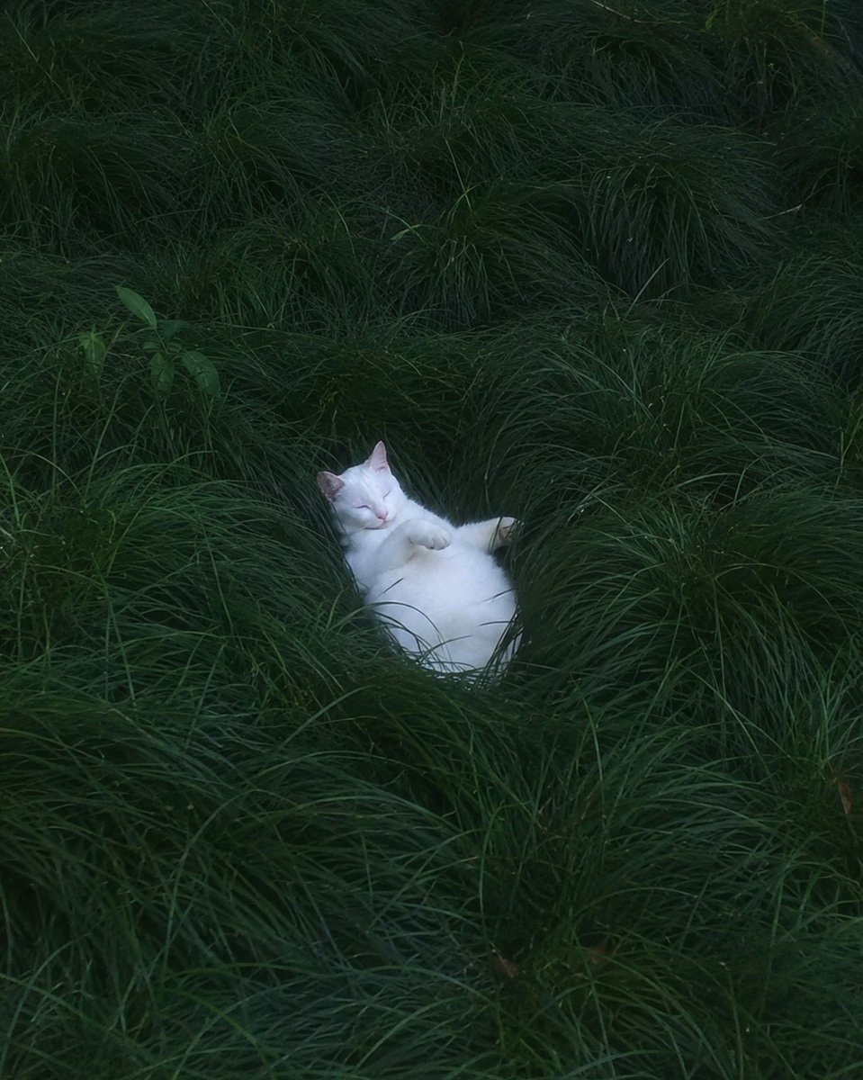 white cat in grass (photo 2 of 2)