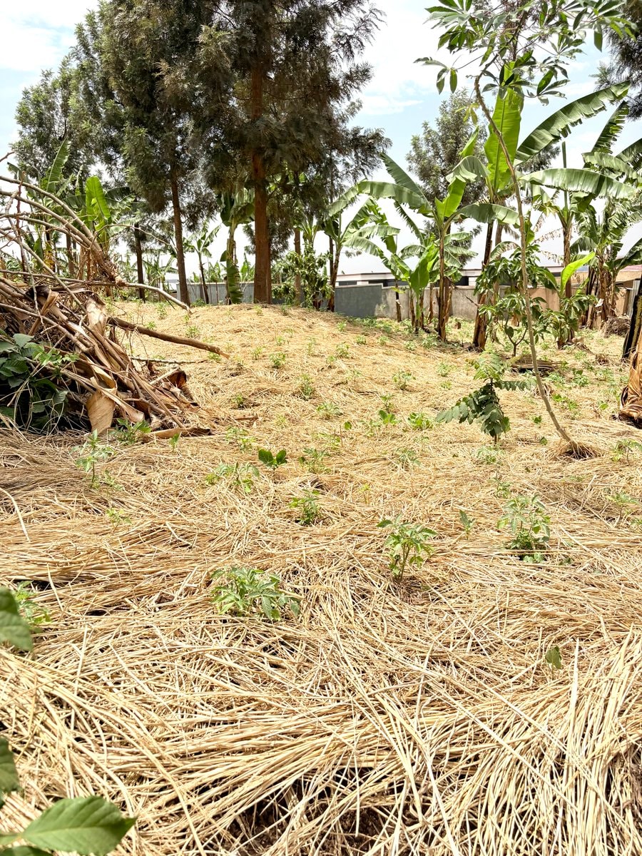 tomato mulching
