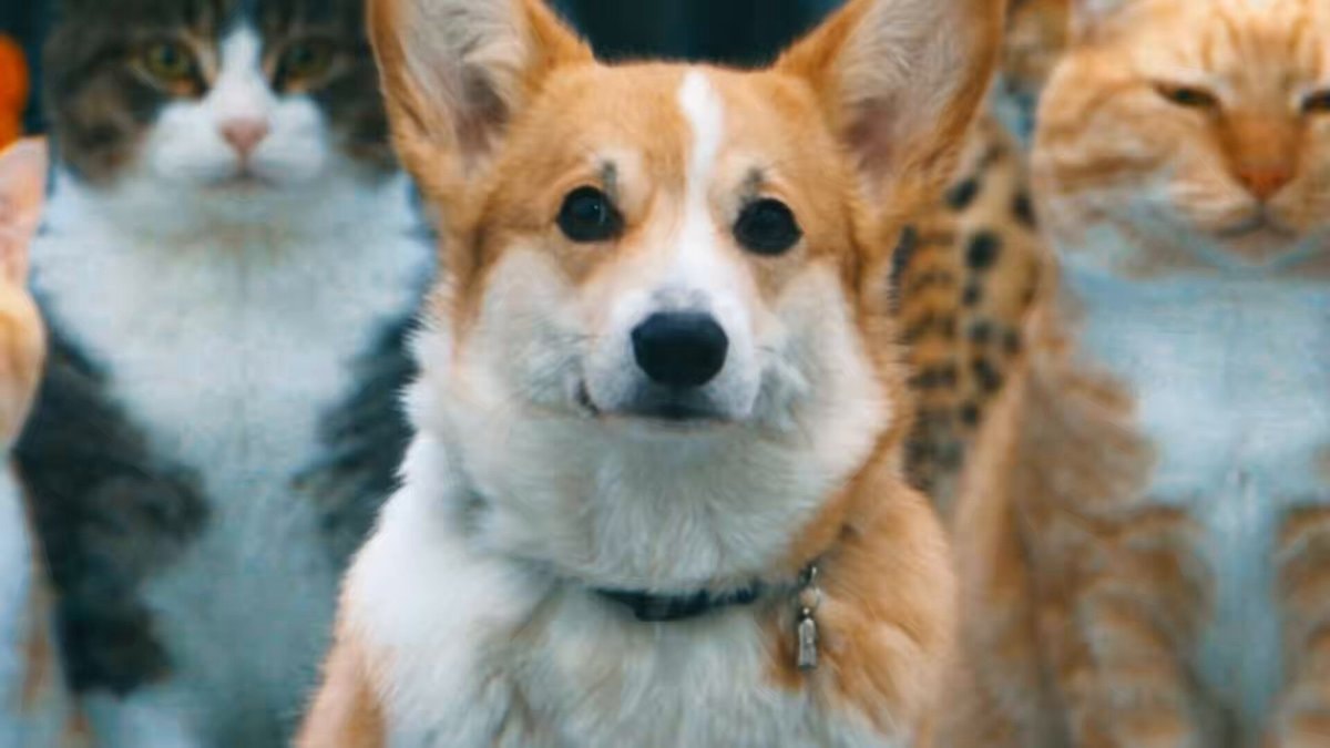 King corgi and puppets