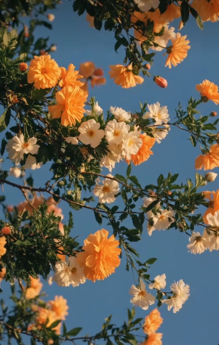 Orange and white flowers blue sky