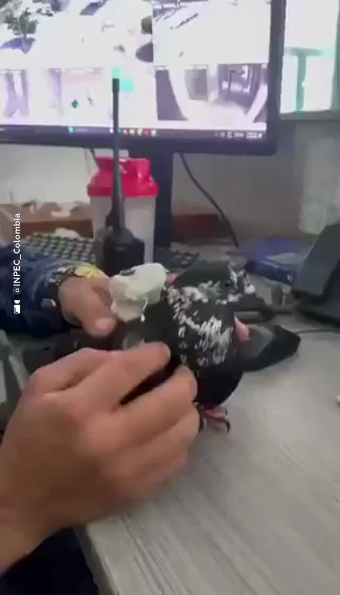 drug mule pigeon Colombia